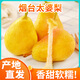 煙臺太婆梨山東梨子啤梨香蕉梨大頭梨茄梨 軟梨新鮮水果生鮮5斤裝 3斤 大果（單果150-200g左右）