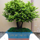 墨耘蒼小葉紫檀盆景室內庭院老樹(shù)樁綠植黑骨檀四季常青盆栽 高檔陶瓷盆4-6桿 造型隨機發(fā)貨 含盆