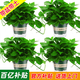 綠有意綠蘿盆栽室內(nèi)植物花卉綠植水培長藤垂吊大葉綠籮新房家用吸除甲醛 180綠加侖吸水綠蘿4盆+壺+10肥 帶盆帶土發(fā)貨