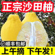 菓靈稥【順豐】廣西容縣蜜柚容縣新鮮白心柚子白肉現摘水果年貨禮盒 容縣蜜柚9斤 家庭嘗鮮裝