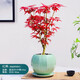 景郁春 JIRYUCUR日本紅楓植物紅舞姬樹苗盆栽陽(yáng)臺(tái)庭院四季紅楓樹+青瓷盆源頭直發(fā)