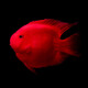 活體寵物血紅鸚鵡魚淡水中大型熱帶觀賞魚元寶發(fā)財(cái)魚鸚鵡魚活體魚紅財(cái)神魚 8-9cm紅鸚鵡10條