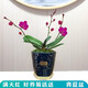 劉閣蘭花蝴蝶蘭大花苗  現帶花出售好養花卉盆栽客廳室內辦公桌植物 滿(mǎn)天紅帶花劍，配青藍盆