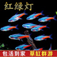 紅綠燈魚小型熱帶燈科魚活體草缸群游魚觀賞魚寶蓮燈斑馬魚孔雀魚 1.2-1.5cm紅綠燈10條含2備損