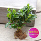 沃繡 水培植物綠植室內水養花卉盆栽銅錢(qián)草 金魚(yú)吊蘭3棵 不含盆