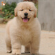 綠柒號純種金毛犬幼犬活體寵物狗狗幼崽 雙血統級大骨架金毛犬大頭楓葉 寵物級 聯(lián)系客服 公
