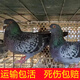 活鴿子一對肉鴿活苗銀王鴿青年鴿子活體蛋鴿信鴿雨點(diǎn)鴿白羽王鴿子 雨點(diǎn)王一對【60天齡】1公1母