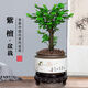 想開(kāi)小葉紫檀盆景樹(shù)樁植物老樁盆栽客廳桌面室內綠植好養樹(shù)苗四季常青 單桿小葉紫檀+鳥(niǎo)語(yǔ)花香484+底座 帶盆栽好