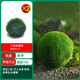 共度（Gong Du）魚(yú)缸莫斯水草植物活體慕斯片散裝莫絲樹(shù)球沉木大三角垂淚前景造景 小號生態(tài)綠藻球 發(fā)2