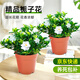 愛(ài)優(yōu)尚梔子花小盆栽室內濃香花卉綠植庭院四季開(kāi)花鮮花源頭直發(fā)