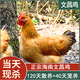 正宗海南文昌雞整只新鮮活雞現殺椰子雞散養土雞 白切雞肉 一只文昌雞