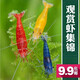 噢水噢觀(guān)賞蝦活體水族淡水小動(dòng)物魚(yú)缸清潔除藻極火彩色觀(guān)賞魚(yú)水晶蝦壹 觀(guān)賞米蝦隨機4只
