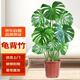 雙盟龜背竹大型綠植老樁水培大葉客廳盆栽1-1.1米3-4苗原盆源頭直發(fā)