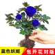 藍(lán)色妖姬盆栽 玫瑰花盆栽正宗老根花苗月季四季開花室內(nèi)帶苞植物T 藍(lán)色妖姬兩顆10年苗 不含盆