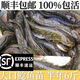 大口鯰魚(yú)苗冷水鯰魚(yú)苗南方大口鯰土鯰魚(yú)苗兇猛路亞量二須鯰魚(yú) 大口鯰魚(yú)苗8-10厘米 40條 +4只防損