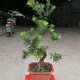 傾顏羅漢松樹(shù)苗小葉雀舌室內庭院別墅老樁盆栽地栽四季常青造型樹(shù)盆景 S彎2公分50厘米高左右不含盆
