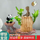 綠蔭巷子帶芽巴西木好養(yǎng)活水培植物幸運(yùn)木桌面綠植小盆栽辦公室內(nèi)水養(yǎng)送禮 帶芽11cm【雕紋木形】格魯特+熊貓 【大號(hào)】直徑7-8厘米 含營養(yǎng)液