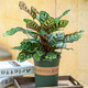 【莎之槿園藝】竹芋盆栽室內高檔盆栽綠植花卉蘋(píng)果竹芋孔雀竹芋四季長(cháng)青花卉綠植新飛羽竹芋盆栽 孔雀竹芋30CM左右 加侖盆（可栽好發(fā)貨）