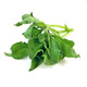 馬保果新鮮冰草 冰菜冰葉西餐涼拌沙拉蔬菜 兩盒裝（約500g）