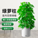 雙盟大葉綠蘿柱盆栽客廳大型綠植辦公室內(nèi)綠籮除甲醛1.2-1.3m源頭直發(fā)