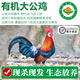 【有機(jī)散養(yǎng)土雞】農(nóng)家鮮活現(xiàn)殺跑山笨雞 生鮮雞肉 滋補(bǔ)月子餐雞湯 【有機(jī)大公雞】殺后2.8-3.3斤