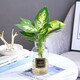 行湘水培綠植桌面綠植盆栽觀(guān)葉盆景 銀皇后1株+廣口玻璃瓶 源頭直發(fā)