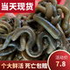 黃鱔餌料鱔魚(yú)蚯蚓釣魚(yú)蚯蚓活體魚(yú)餌特大號黑蚯蚓青蚯蚓臭蚯蚓松土 大號一斤【順豐包郵】