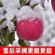 靜寧蘋(píng)果【產(chǎn)地直發(fā)】甘肅靜寧紅富士蘋(píng)果正宗冰糖心5斤/10斤應季水果新鮮 果跡鮮小果帶箱5斤裝