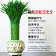 喜藝富貴竹水培植物室內(nèi)帶根盆栽開業(yè)新房喬遷送禮大型綠植竹子盆栽 編織招財(cái)竹 中號(hào)【鏤空陶瓷盆】