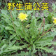 現(xiàn)挖野生蒲公英新鮮整顆帶根發(fā)當(dāng)季蒲公英婆婆丁苦菜食用新鮮 1斤現(xiàn)挖蒲公英 泡沫箱加冰發(fā)貨