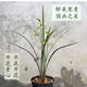 蘭花苗細葉大葉寒蘭醉美寒蘭冬季開(kāi)花素心寒蘭國畫(huà)之美室內花卉 醉美寒蘭素心3苗連體買(mǎi)此項 不含盆