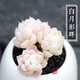 多肉植物帶盆綠植花卉盆栽貴貨老樁群生玉樹(shù)玉露仙人掌肉肉 白月影群5-6cm【帶盆栽好】