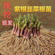 【現(xiàn)挖】紫色新韭菜根小葉特香盆栽庭院栽種綠植紫根紅根本地苗窄 【精挑新顆】100顆