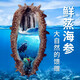 曉琴水產(chǎn)（Xiaoqin Aquatic Product） 野生深海9年鮮蒸海參2000g 高品質(zhì)