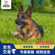 福貝純享德國(guó)牧羊犬德牧幼犬狼狗東德寵物狗活體【咨詢(xún)客服1V1視頻選寵】 寵物級(jí) A款 公