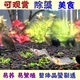 觀(guān)賞除藻工具蝦秀麗白蝦花腰蝦活體原生蝦清潔草蝦淡水冷水好養活 秀麗白蝦2-3厘米9只包活7只