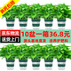 綠有意綠蘿盆栽除甲醛室內(nèi)好養(yǎng)花卉植物綠蘿批發(fā)辦公室新房裝修凈化空氣 120#綠加侖吸水盆10盆+4肥 帶盆帶土發(fā)貨