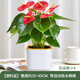 花翁紅掌盆栽植物花卉水培【特級品質(zhì)】≥4朵花-菠蘿吸水盆源頭直發(fā)