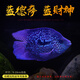 榮郁 羅漢魚(yú)熱帶魚(yú)觀(guān)賞魚(yú)藍德薩藍財神魚(yú)淡水活體魚(yú)寵物魚(yú)德州豹 藍德薩藍財神魚(yú)(9-10cm)3條