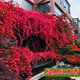 譽滿園（yumanyuan）薔薇花種子爬藤月季四季開花爬墻攀援庭院室花卉盆栽植物玫瑰種子 大紅色種子(半斤)