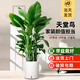 花財(cái)主天堂鳥盆栽辦公室大型綠植客廳盆栽家用吸甲醛凈化空氣綠植 6-7天堂鳥1.4-1.5m【圓柱盆】