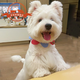 麥盯優(yōu)寵純種西高地幼犬西高地白梗寵物狗活體雙血統賽級長(cháng)毛白色貴族狗狗 寵物級 公