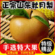 正宗山東秋月梨裝新鮮水果當季中秋禮盒黃花生梨冰糖梨子整箱 【大果】顆顆甄選，放心買(mǎi) 9斤（JD快遞）