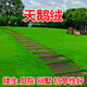 春枝韻草坪種子矮生四季青草坪草籽庭院綠化四季常青護(hù)坡草種子免修剪花 天鵝絨種子1斤【庭院別墅】