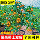 姬緣希脆皮金桔帶果發(fā)貨盆栽樹(shù)苗四季果樹(shù)可食用橘子苗脆皮金橘室內常綠 精品金桔盆栽五年苗 帶果發(fā)貨