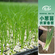 壽禾 山東壽光大蔥種子蔥苗秋冬季蔬菜章丘鐵桿蔥沙蔥種籽 小香蔥秧 40棵