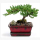 意軒小葉紫檀迎客松造型盆栽地柏樹(shù)盆景室內桌面綠植盆栽黑檀黑骨茶 4年苗40cm左右