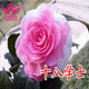 茶花苗 室內盆栽 山茶花樹(shù)苗帶花苞 五色赤丹 當年開(kāi)花 年宵花卉 十八學(xué)士2年苗