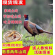 亞又婧七彩山雞農(nóng)家養(yǎng)殖下蛋雞鮮活現(xiàn)殺土雞大公雞老母雞野雞冷凍發(fā)順豐 母雞1只
