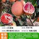 柚子樹(shù)苗紅心紅肉蜜柚嫁接果樹(shù)果苗南方北方種植當年結果三紅蜜柚 三紅蜜柚三年苗